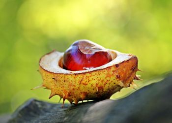 3 października – Dzień Kasztana