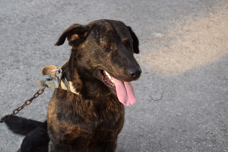 Pies na łańcuchu – tak czy nie?