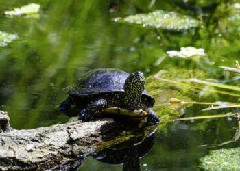 Rozpoczął się program reintrodukcji żółwi błotnych