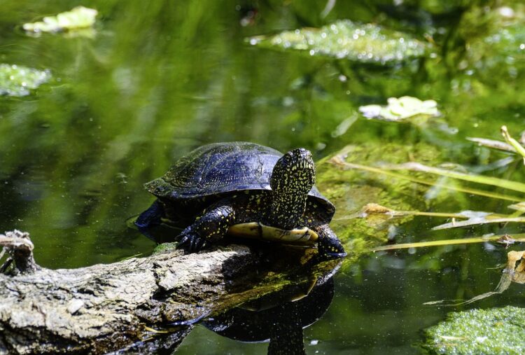 Rozpoczął się program reintrodukcji żółwi błotnych