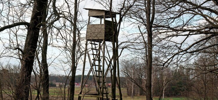 Dlaczego przyrodnicy chcą zakazu polowania na ptaki