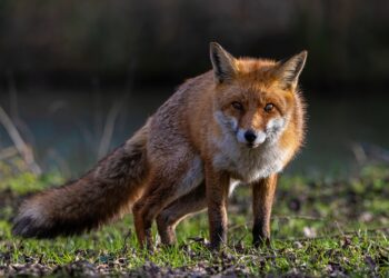 Dodatkowa akcja szczepienia lisów w&nbsp;związku z&nbsp;ogniskami wścieklizny