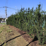 W Rzeszowie rozpoczęło się jesienne sadzenie drzew 2 - Polskie Radio Rzeszów W Rzeszowie rozpoczęło się jesienne sadzenie drzew - Polskie Radio Rzeszów