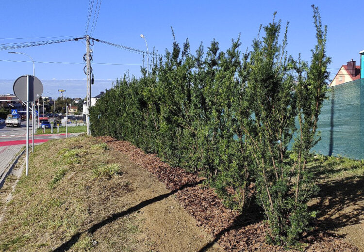 W Rzeszowie rozpoczęło się jesienne sadzenie drzew