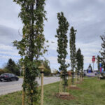 W Rzeszowie rozpoczęło się jesienne sadzenie drzew 3 - Polskie Radio Rzeszów W Rzeszowie rozpoczęło się jesienne sadzenie drzew - Polskie Radio Rzeszów