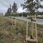 W Rzeszowie rozpoczęło się jesienne sadzenie drzew 4 - Polskie Radio Rzeszów W Rzeszowie rozpoczęło się jesienne sadzenie drzew - Polskie Radio Rzeszów