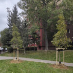 W Rzeszowie rozpoczęło się jesienne sadzenie drzew 5 - Polskie Radio Rzeszów W Rzeszowie rozpoczęło się jesienne sadzenie drzew - Polskie Radio Rzeszów