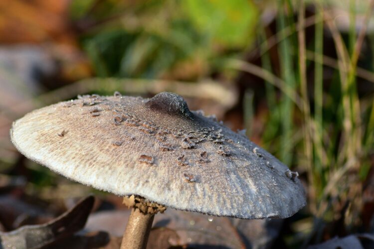 Pierwsze objawy zatrucia grzybami pojawiają się po 4 godzinach od spożycia