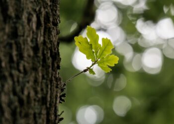 W&nbsp;czwartek zapisy na&nbsp;sadzenie drzew w&nbsp;kolejnej edycji „Parku Krakowian”