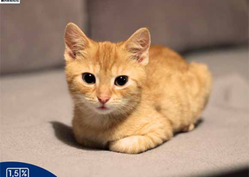 200 bezdomnych kotów czeka na&nbsp;adopcję