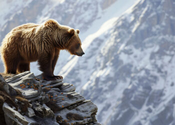 Słowacja: Nie&nbsp;żyje mężczyzna zaatakowany przez&nbsp;niedźwiedzia