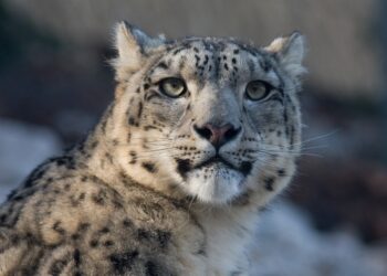 23 października – Międzynarodowy Dzień Pantery Śnieżnej