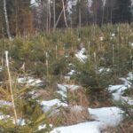 Leśnicy zabezpieczają młode drzewa przed zwierzyną 3 - Polskie Radio Rzeszów Leśnicy zabezpieczają młode drzewa przed zwierzyną - Polskie Radio Rzeszów