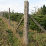 Leśnicy zabezpieczają młode drzewa przed zwierzyną 4 - Polskie Radio Rzeszów Leśnicy zabezpieczają młode drzewa przed zwierzyną - Polskie Radio Rzeszów