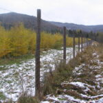 Leśnicy zabezpieczają młode drzewa przed zwierzyną 6 - Polskie Radio Rzeszów Leśnicy zabezpieczają młode drzewa przed zwierzyną - Polskie Radio Rzeszów