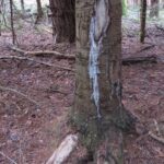 Leśnicy zabezpieczają młode drzewa przed zwierzyną 5 - Polskie Radio Rzeszów Leśnicy zabezpieczają młode drzewa przed zwierzyną - Polskie Radio Rzeszów