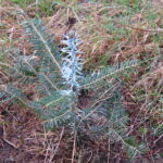 Leśnicy zabezpieczają młode drzewa przed zwierzyną 2 - Polskie Radio Rzeszów Leśnicy zabezpieczają młode drzewa przed zwierzyną - Polskie Radio Rzeszów