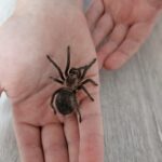 Świat pająków. Co przyciąga je do naszych domów? 7 - Polskie Radio Rzeszów Świat pająków. Co przyciąga je do naszych domów? - Polskie Radio Rzeszów