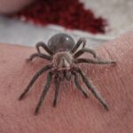 Świat pająków. Co przyciąga je do naszych domów? 4 - Polskie Radio Rzeszów Świat pająków. Co przyciąga je do naszych domów? - Polskie Radio Rzeszów