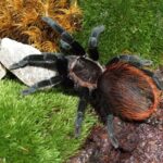 Świat pająków. Co przyciąga je do naszych domów? 3 - Polskie Radio Rzeszów Świat pająków. Co przyciąga je do naszych domów? - Polskie Radio Rzeszów