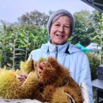 Pierwsza w Polsce plantacja kasztana jadalnego 5 - Polskie Radio Rzeszów Pierwsza w Polsce plantacja kasztana jadalnego - Polskie Radio Rzeszów