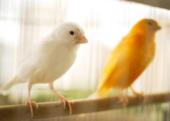 Wystawa Kanarków i&nbsp;Ptaków Egzotycznych w&nbsp;Rzeszowie
