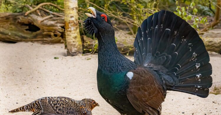 Dlaczego niektóre gatunki straciły swoją wolność?