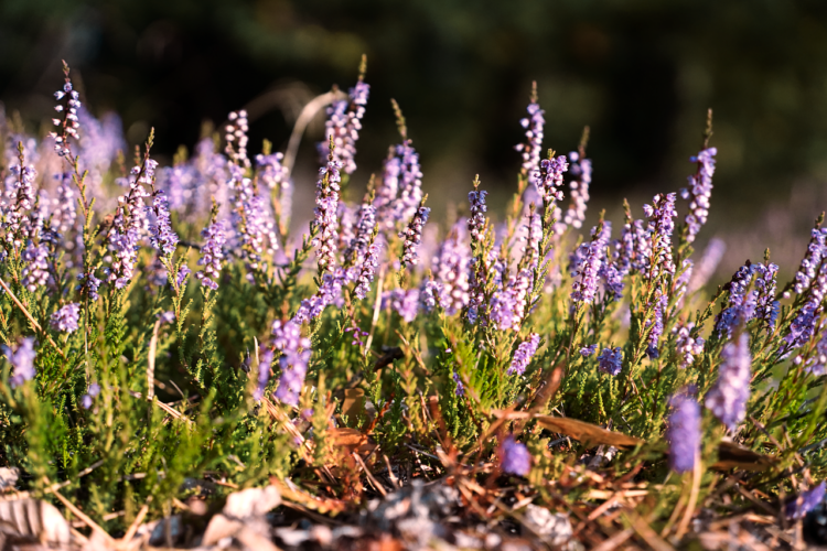 Różne oblicza wrzosów