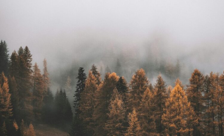 Uwaga na gęste mgły