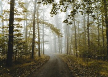 Mgły w&nbsp;całym regionie, na&nbsp;drogach będzie ślisko