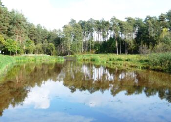 Fot. Nadleśnictwo Leżajsk