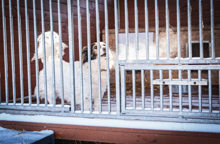 Ratujemy zwierzaki. Konkurs „Łap dotację na organizację”
