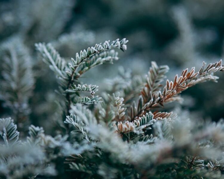 Zimowy ogród 1 - Polskie Radio Rzeszów Zimowy ogród