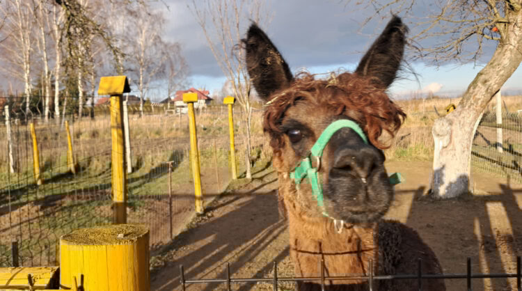 Alpaki dobrze radzą sobie w Bratkowicach