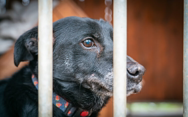 Likwidacja schroniska w Boguchwale (fotogaleria)