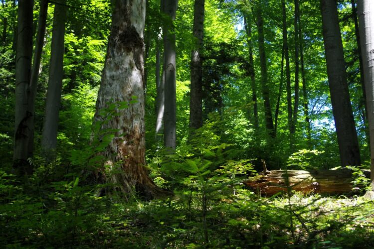 Fot. RDOŚ w Rzeszowie