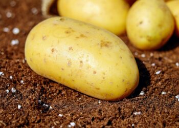 Genetycznie zmienione ziemniaki są&nbsp;gotowe na&nbsp;fale upałów