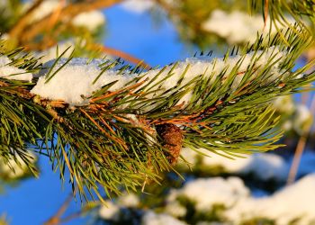 19 grudnia – Dzień wiecznie zielonych roślin