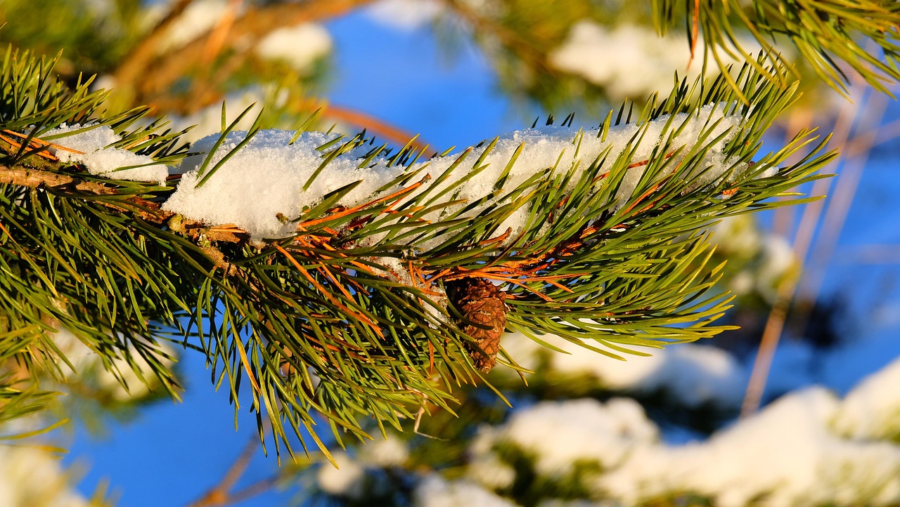 19 grudnia – Dzień wiecznie zielonych roślin