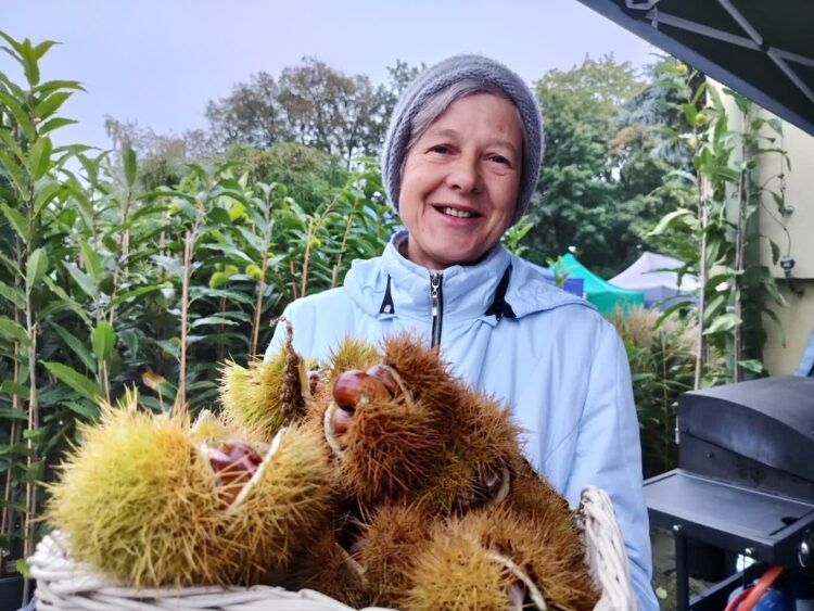 Kasztan jadalny z Podkarpacia 1 - Polskie Radio Rzeszów Fot. Sz. Taranda