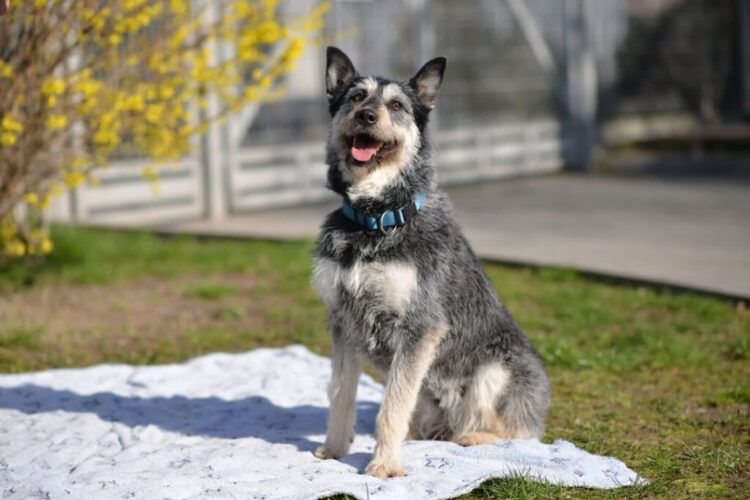 Pies i Kot w Mielcu. Schronisko, które daje nadzieję