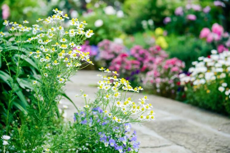 W Rzeszowie powstanie 35 ogrodów deszczowych 1 - Polskie Radio Rzeszów Fot. ilustracyjne