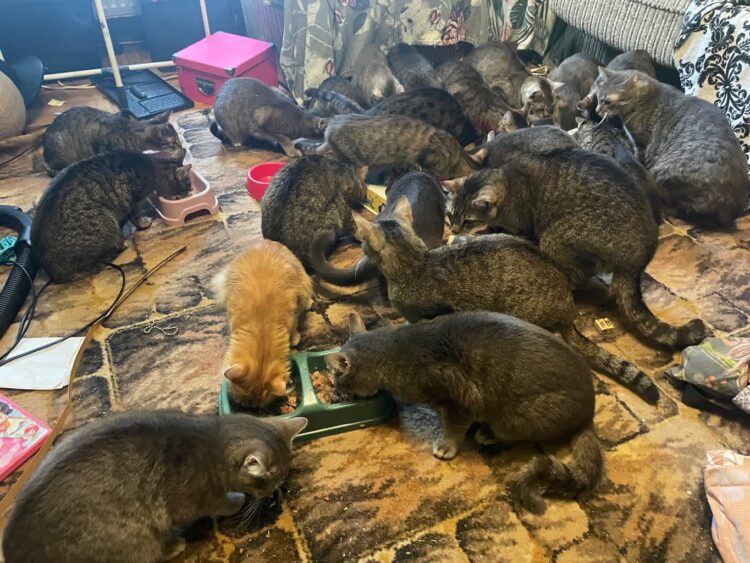 Fot. Facebook Tarnobrzeskie Stowarzyszenie Chrońmy Zwierzęta