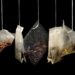 Torebki od herbaty w czasie parzenia emitują mikroplastik 6 - Polskie Radio Rzeszów Torebki od herbaty w czasie parzenia emitują mikroplastik