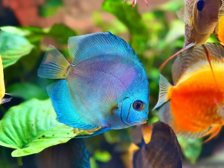 Piękne i kolorowe ryby paletki 1 - Polskie Radio Rzeszów Fot. M. Strzępka