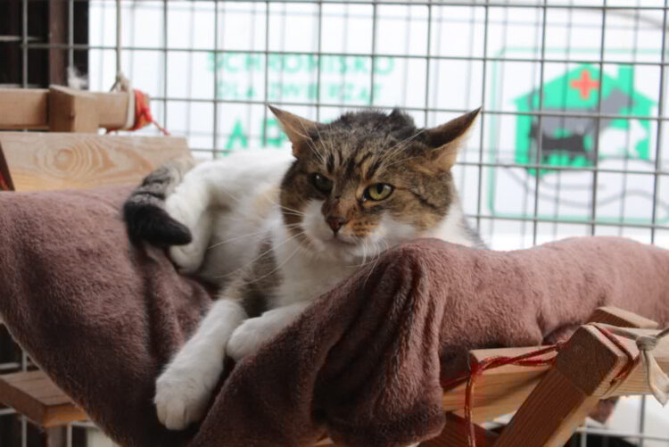 Schronisko w Nienadowej – azyl dla bezdomnych zwierząt i walka o lepszą przyszłość