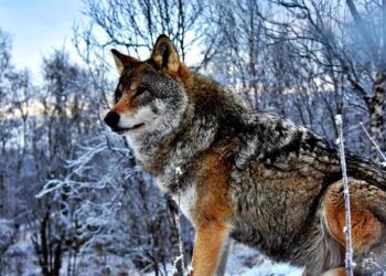 Więcej wilków, łosi i&nbsp;niedźwiedzi na&nbsp;Podkarpaciu
