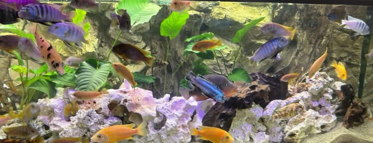 Pyszczaki w akwarium Marka Strzępki