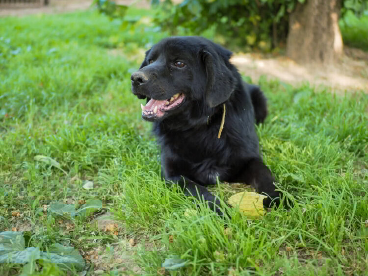 Nowy dom, nowa szansa – jak schronisko w Orzechowcach ratuje zwierzęta