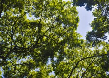 Fot. pixabay.com/ilustracyjne